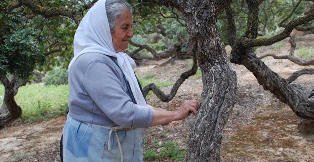 Υπό την προστασία της UNESCO η μαστίχα Χίου