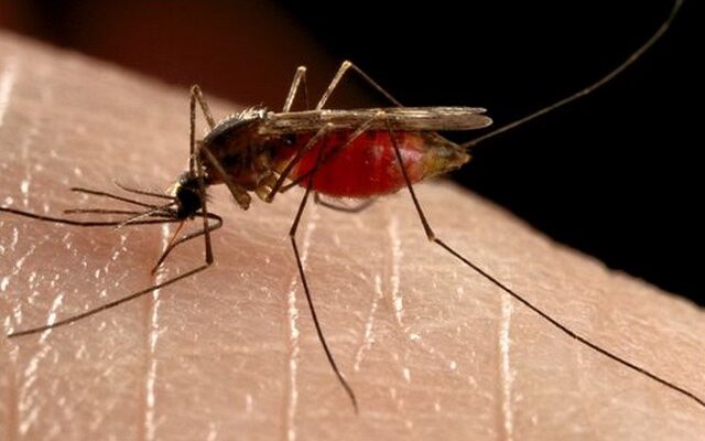 Συστάσεις του ΚΕΕΛΠΝΟ για προστασία από τα κουνούπια