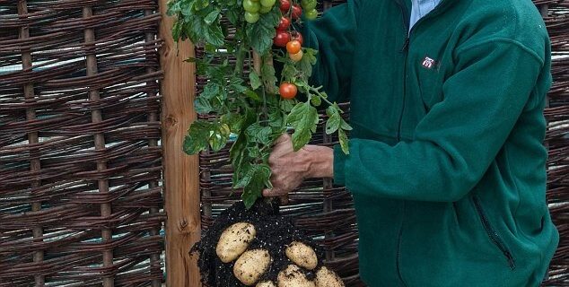 Ντοματοπατατιά, το πρώτο εμπορικά διαθέσιμο φυτό “Φρανκεστάιν”