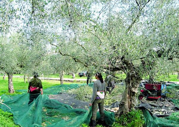 Μπλοκάρουν 10.500 συντάξεις του ΟΓΑ