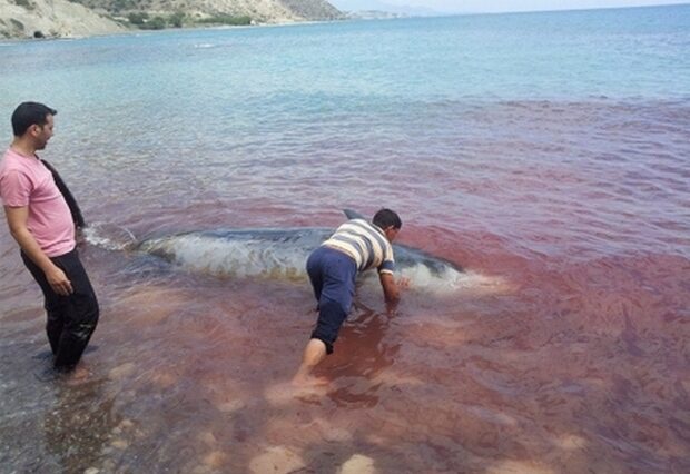 Τα σόναρ έστειλαν (και σκότωσαν) τους ζιφιούς στη νότια Κρήτη