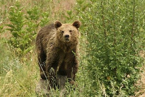 Αρκούδα εισέβαλε σε καφενείο στα Ζαγοροχώρια