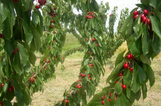 Σαπίζει η παραγωγή πάνω στα δέντρα ελλείψει εργατικών χεριών