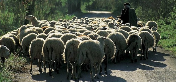 Συναγερμός για το πρώτο κρούσμα καταρροΐκού πυρετού στην Ηλεία