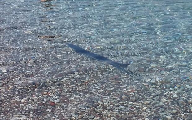 Πανικό προκάλεσε η εμφάνιση ξιφία στην Αιγιάλεια