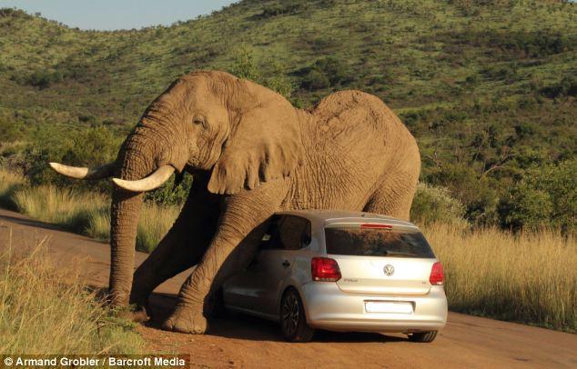 Το … αίσθημα αρσενικού ελέφαντα για ένα VW Polo