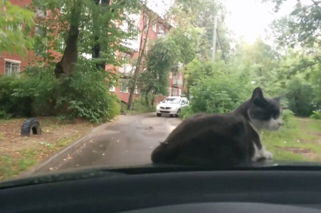 ΒΙΝΤΕΟ. Η γάτα που κοιμάται στο καπό ενός αυτοκινήτου που κινείται!