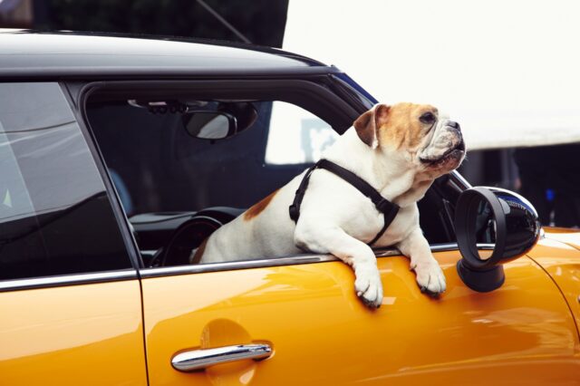 Πώς θα κάνουμε ασφαλές το ταξίδι, με το σκύλο μας στο αυτοκίνητο