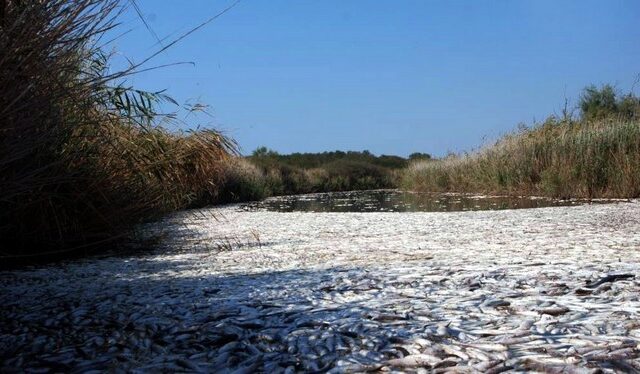 Οικολογική καταστροφή στις Σέρρες. Τόνοι ψαριών νεκρά