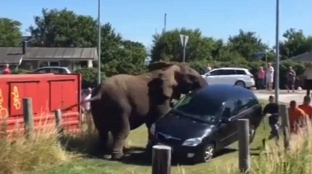 Ελέφαντας καταστρέφει αυτοκίνητο στην Δανία και προκαλεί πανικό