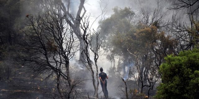 6.000-7.000 στρέμματα πευκοδάσους απανθρακώθηκαν στα Δερβενοχώρια