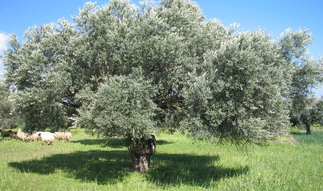 Αποκωδικοποιήθηκε πλήρως το DNA της ελιάς