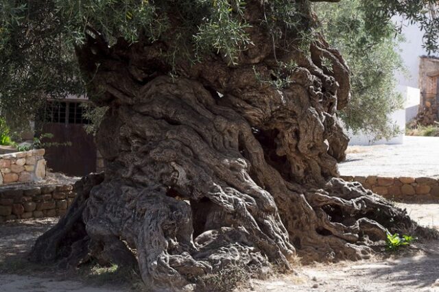 Το παλαιότερο δέντρο στον κόσμο ίσως βρίσκεται στην Κρήτη