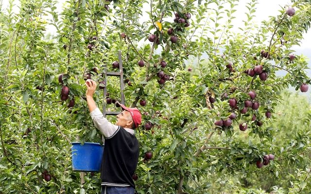 Από το δέντρο, στο τραπέζι σου: Η ιστορία των μήλων που τρως είναι ελληνική