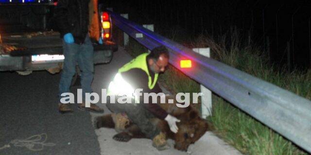 Νεκρή αρκούδα σε τροχαίο στην Καστοριά