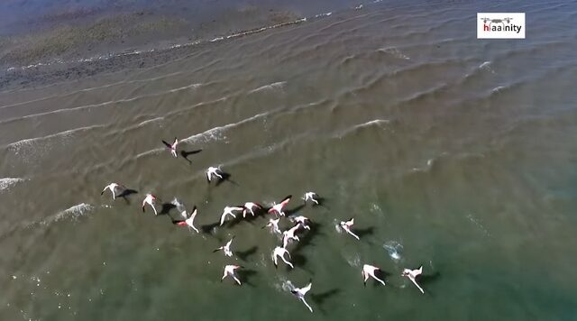 Μαγικό drone βίντεο: Εξωτικά φλαμίνγκο μόλις 2 ώρες από την Αθήνα