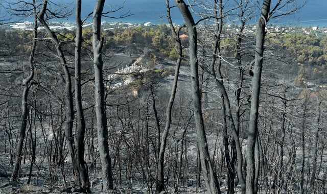 Άμεσα αναδασωτέες και με ακριβή δορυφορική αποτύπωση οι καμμένες εκτάσεις