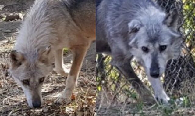 Δύο αδέρφια λύκους από τη Σερβία υιοθέτησε ο ‘Αρκτούρος’