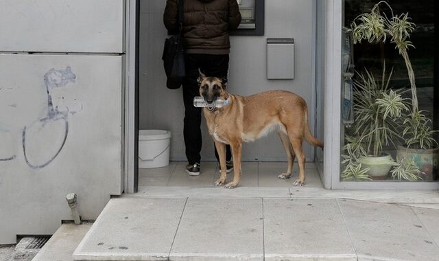 Χάδι για τα ζώα, χαστούκι για τους ασυνείδητους ιδιοκτήτες