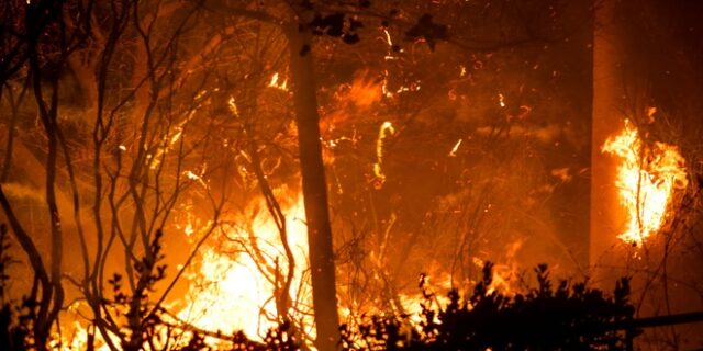 Συλλογή υπογραφών: Να χαρακτηρίσετε αμέσως τις καμένες δασικές εκτάσεις ως αναδασωτέες