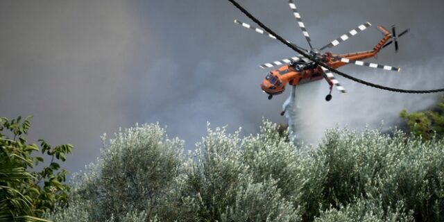 Σε εξέλιξη φωτιά στο πευκοδάσος της Βόρειας Εύβοιας στο Πευκί