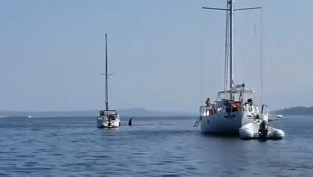 Φάλαινα όρκα κλέβει ένα σκάφος