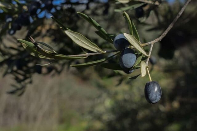 Τελευταίος γενικός ψεκασμός δακοκτονίας