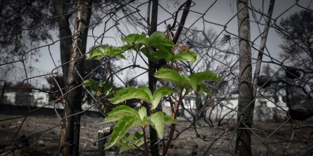 Η εγκύκλιος για τον διορισμό στο δημόσιο των πυρόπληκτων – Ποιοι το δικαιούνται