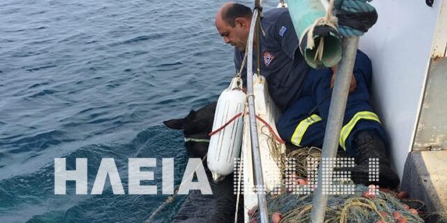 Ηλεία: Η διάσωση της Χάιδως – Φοράδα κολύμπησε, σώθηκε και βρέθηκε 15 μέρες μετά