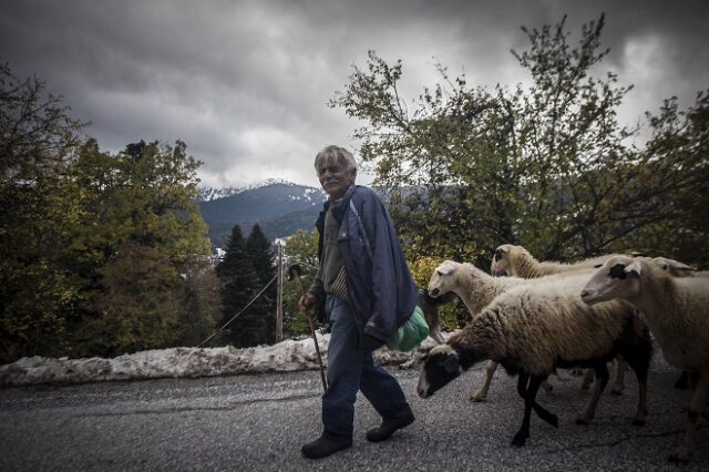 Για κτηνοτρόφους: Στα 41 εκατ. ευρώ το κονδύλι οικονομικής κρατικής ενίσχυσης