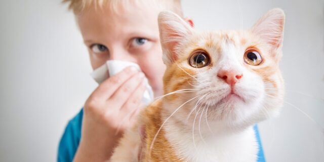 Ρώσοι επιστήμονες δημιουργούν εμβόλιο για την αλλεργία στις γάτες