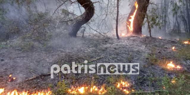 Σε ύφεση η φωτιά στη Στροφυλιά: Κάηκε σπάνιο οικοσύστημα