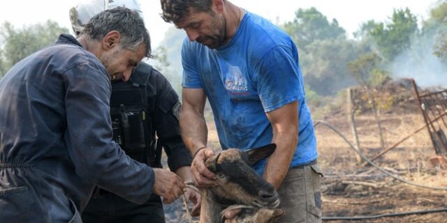 Φωτιά στην Εύβοια: Μάχη για να σωθούν οι άνθρωποι, αλλά και τα ζώα