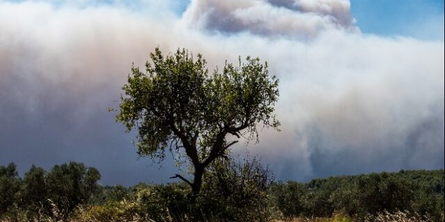 Σε εξέλιξη φωτιά στο Πετρωτό Δομοκού