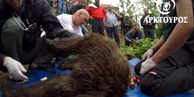 Ιωάννινα: Επιχείρηση διάσωσης για παγιδευμένο αρκουδάκι