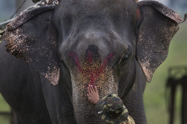 Ινδονησία: Δύο νεκροί ελέφαντες της Σουμάτρας σε μία εβδομάδα