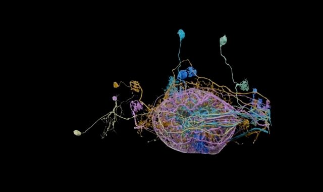 Η Google δημοσιεύει 3D χάρτη με τις συνάψεις νευρώνων του εγκεφάλου