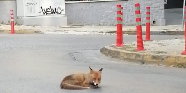 Αλεπού λιάζεται στη μέση του δρόμου στην Αγία Παρασκευή