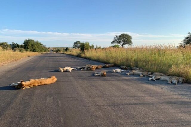 Κορονοϊός: Λιοντάρια κοιμούνται στο δρόμο κατά τη διάρκεια του lockdown στη Νότια Αφρική