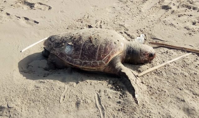 Χελώνα καρέτα – καρέτα βρέθηκε νεκρή στην παραλία της Καλαμαριάς