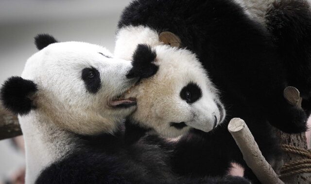 Καναδάς: Ζωολογικός κήπος στέλνει στην Κίνα δύο πάντα, επειδή δεν μπορεί να τα ταΐσει