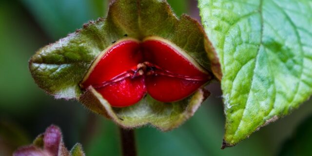 Psychotria Elata: Το σπάνιο φυτό που θυμίζει ανθρώπινα χείλια