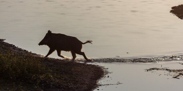 Φιλιατρά: Αγριογούρουνο επιτέθηκε και τραυμάτισε γυναίκα