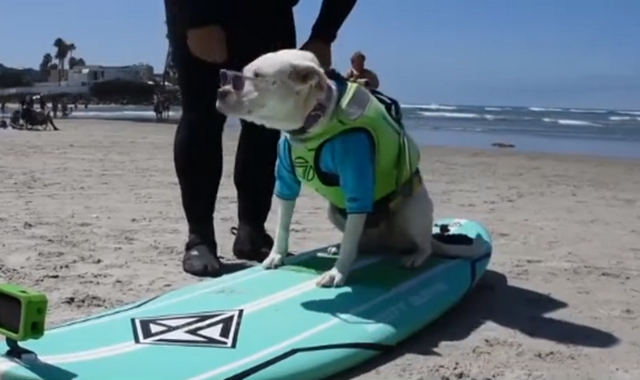 Καλιφόρνια: Σκύλοι – σέρφερ “δαμάζουν” τα κύματα