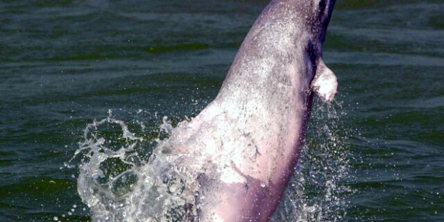 Χονγκ Κονγκ: Σπάνια ροζ δελφίνια επιστρέφουν χάρη στην παύση κυκλοφορίας