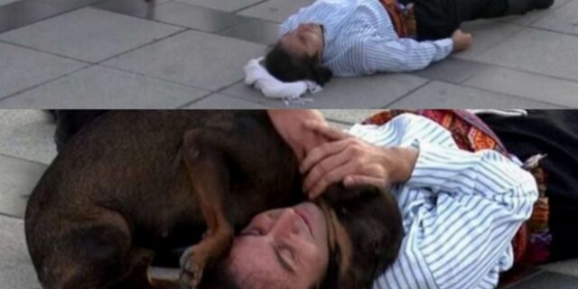 Σκύλος προσπάθησε να βοηθήσει ηθοποιό που έκανε τον τραυματία