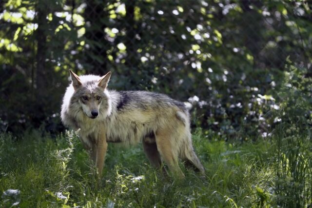 Γαλλία: Λύκοι διέφυγαν από πάρκο λόγω της κακοκαιρίας