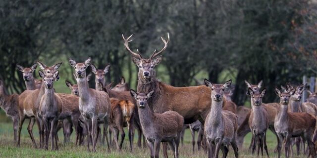 Πορτογαλία: Έντονες αντιδράσεις από τη σφαγή εκατοντάδων ελαφιών και αγριογούρουνων