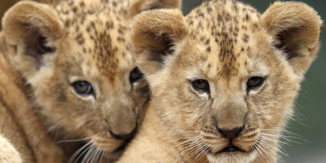 Ισπανία: Τέσσερα λιοντάρια σε ζωολογικό κήπο θετικά στον κορονοϊό