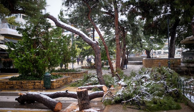 ΚΕΔΕ: Δεν έχουν οι δήμοι την ευθύνη για το κλάδεμα των δέντρων κατά μήκος των γραμμών μεταφοράς ενέργειας